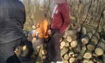 Будут судить: на Днепропетровщине мужчины пилили деревья без разрешительных документов