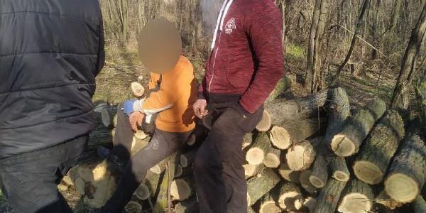 Будут судить: на Днепропетровщине мужчины пилили деревья без разрешительных документов