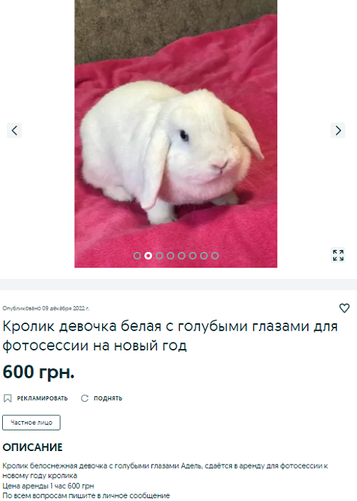 Новости Днепра про Сдают в аренду кроликов и удавов: в Днепре становится популярным необычный бизнес