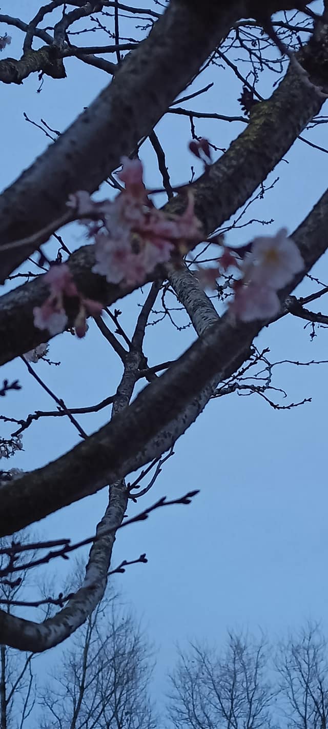 Новости Днепра про Груднева сакура: мешканців Дніпра здивували квітучі вишні на набережній (ФОТО)