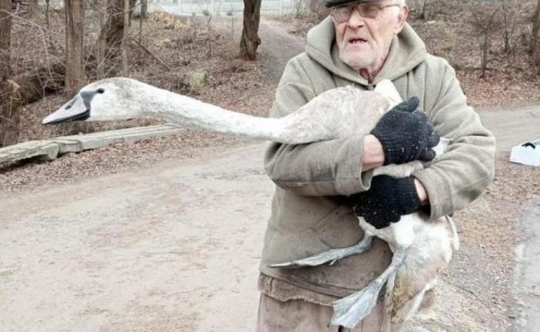 Новости Днепра про На Дніпропетровщині пенсіонер урятував лебедя