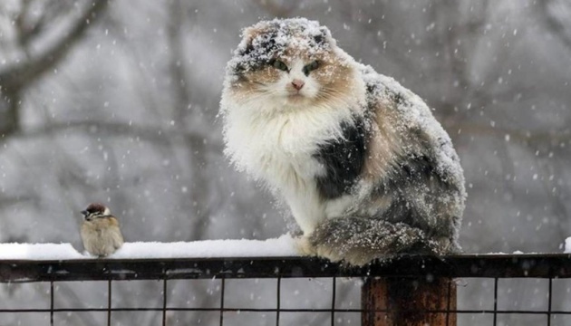 Новости Днепра про Погода в Дніпрі у вівторок, 13 грудня: очікується сильний дощ зі снігом