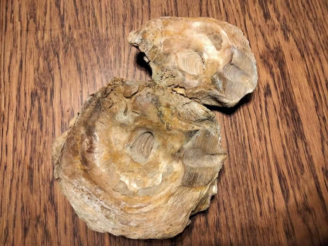 Новости Днепра про В исторический музей Днепра передали древний моллюск, которому 50 миллионов лет