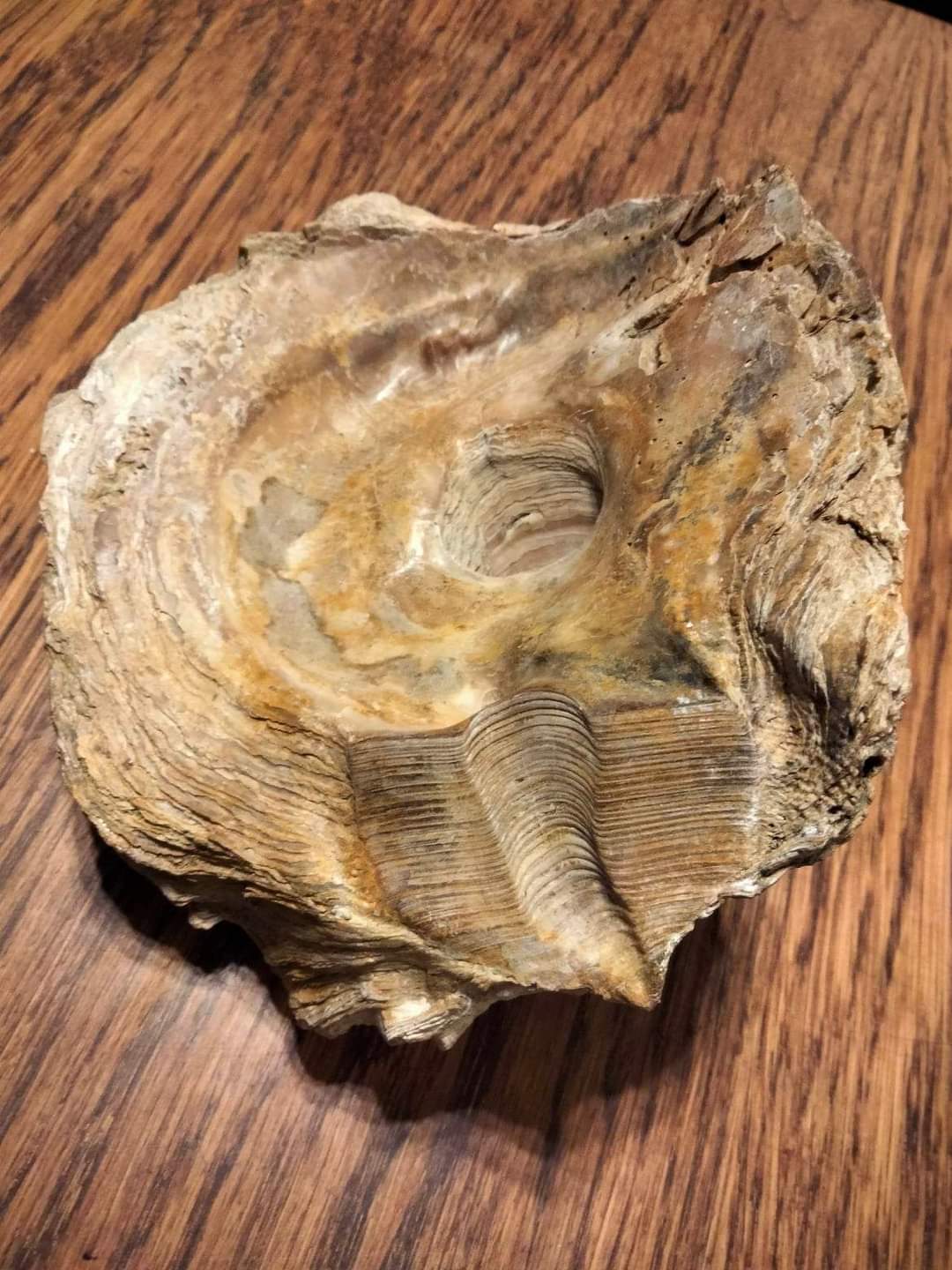 Новости Днепра про В исторический музей Днепра передали древний моллюск, которому 50 миллионов лет