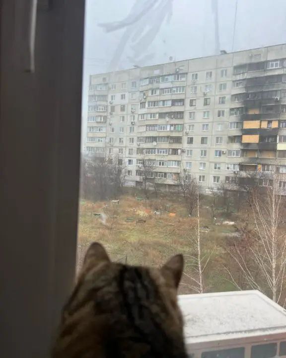 Новости Днепра про Популярний кіт-блогер Степан повернувся додому в Харків