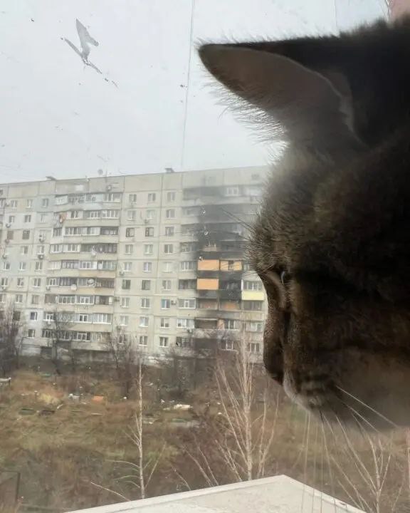 Новости Днепра про Популярний кіт-блогер Степан повернувся додому в Харків