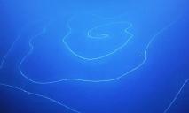 Схоже на мотузку: у океані поблизу Австралії виявили 45-метрову желеподібну підводну істоту