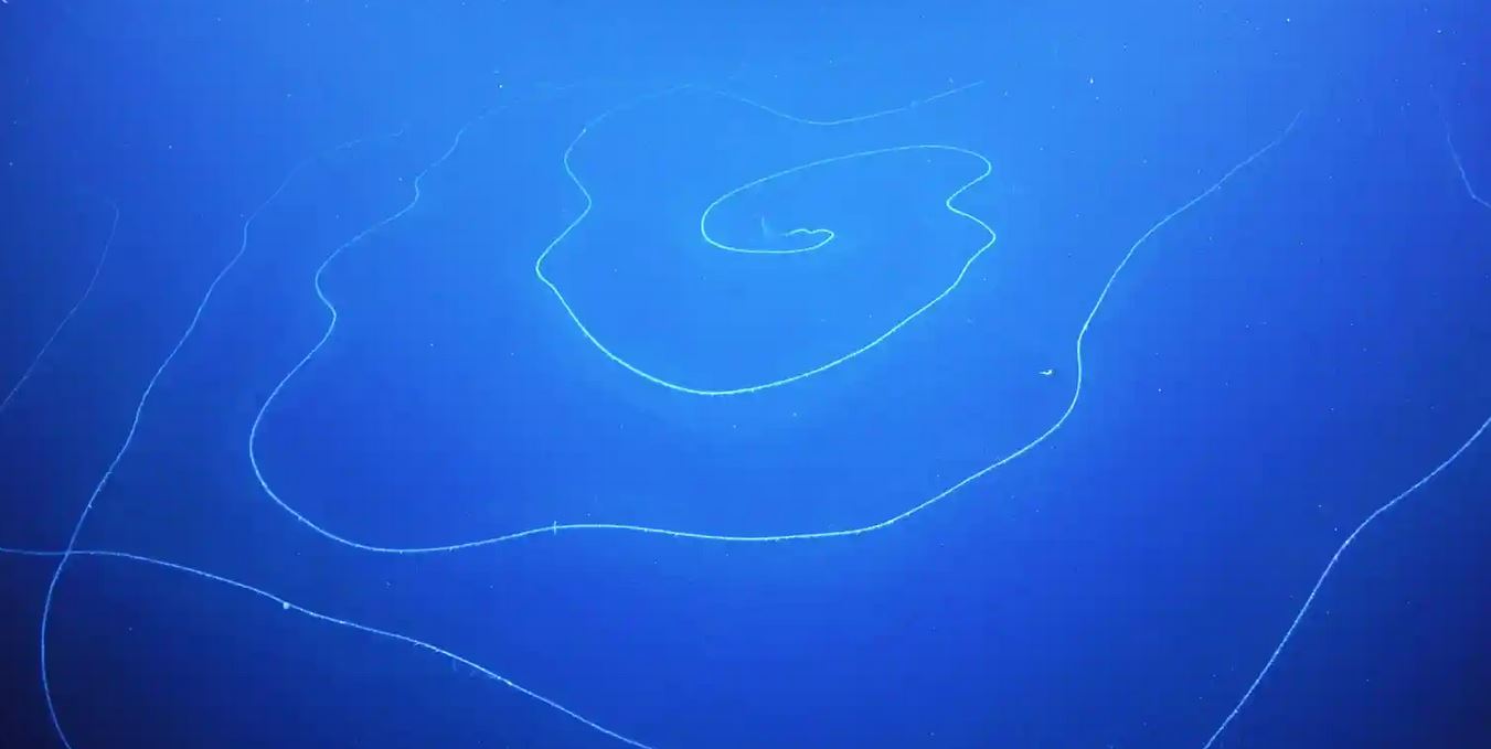 Новости Днепра про Похоже на веревку: в океане возле Австралии обнаружили 45-метровое желеобразное подводное существо