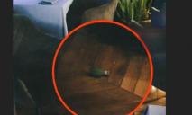 У Дніпрі у ресторані під столом знайшли “гранату”: коментар поліції