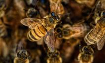 Бджоляр-переселенець відновлює пасіку на Дніпропетровщині