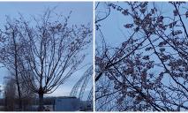Декабрьская сакура: жителей Днепра удивили цветущие вишни на набережной (ФОТО)