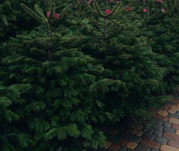 Новости Днепра про Ветки по 650 грн и деревья из Дании за 1,5 тыс: что можно купить на елочных базарах в Днепре