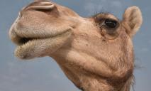 Смертоноснее ковида: врачи предупреждают о “верблюжьем гриппе“