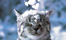 Погода в Днепре в среду, 7 декабря: ожидается мелкий снег