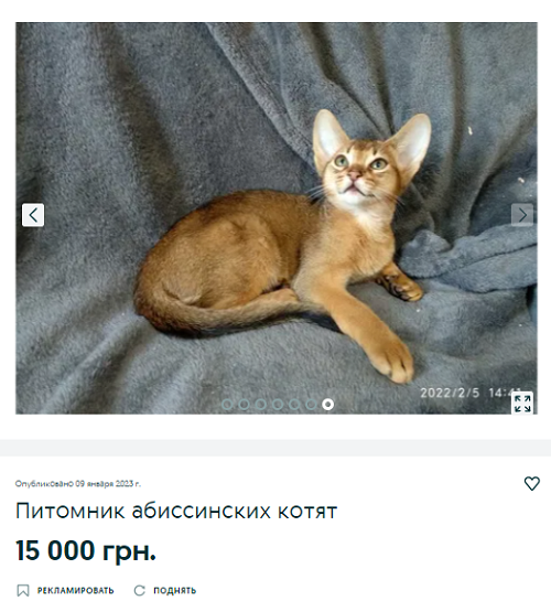 Новости Днепра про Самую умную кошку в Днепре можно купить за 81 тыс грн: как она выглядит (ФОТО)