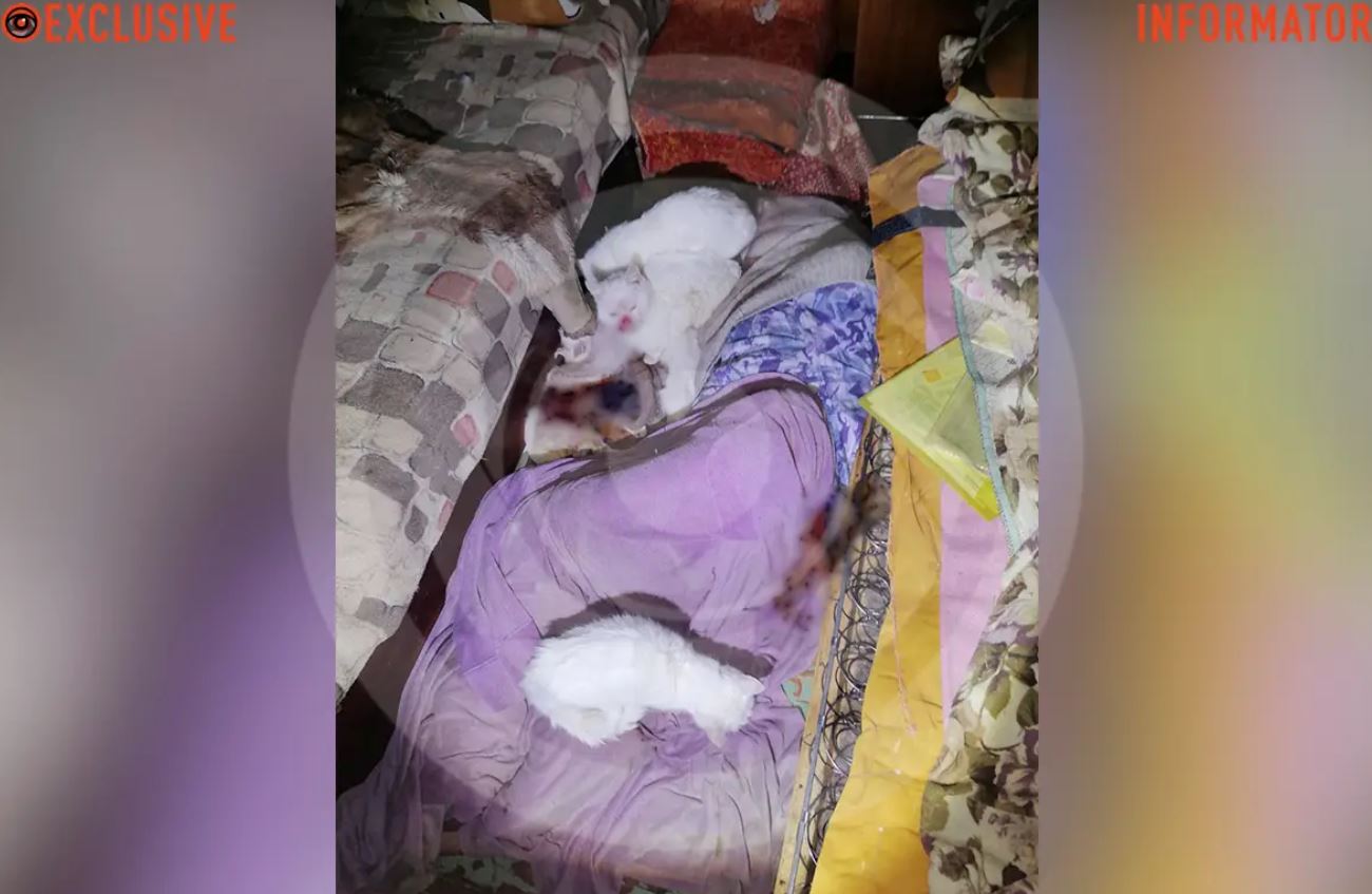 Новости Днепра про Тело начали есть коты: в Днепре в квартире нашли мертвой 73-летнюю женщину