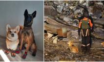 Маленькая корги и овчарка в ботинках: история собак, искавших людей под завалами дома в Днепре