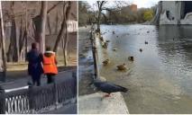У парку Глоби в Дніпрі дві жінки викрали з озера живу качку (ВІДЕО)