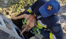 В Днепре сотрудники ГСЧС спасли собаку из заброшенного погреба
