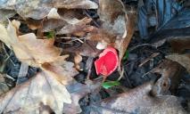 Наче вийшов з казки: поблизу Дніпра знайшли незвичний “ельфійський” гриб (ФОТО)