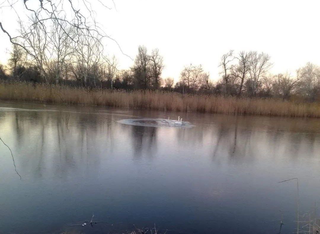 Новости Днепра про Не полетели, потому что молодняк ранен: в Днепре на озере Шпаковое может замерзнуть семья лебедей