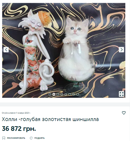 Новости Днепра про Самую умную кошку в Днепре можно купить за 81 тыс грн: как она выглядит (ФОТО)