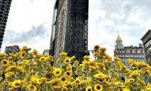 У центрі Нью-Йорка висадили 335 соняшників в підтримку українців (ФОТО)