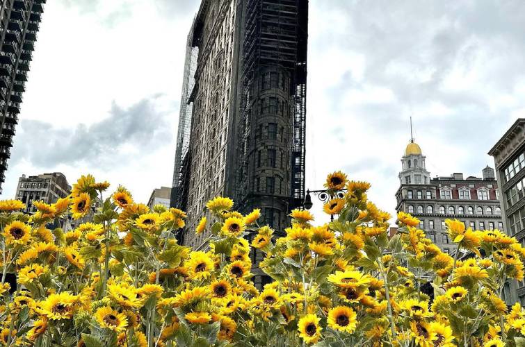 Новости Днепра про У центрі Нью-Йорка висадили 335 соняшників в підтримку українців (ФОТО)