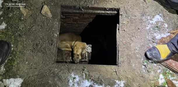 В Днепре спасали собачку, которая провалилась в люк