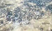 У річці Дніпро раптово загинула велика кількість риби (ВІДЕО)