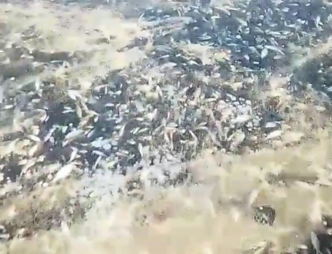 Новости Днепра про В реке Днепр внезапно погибло большое количество рыбы (ВИДЕО)