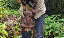 “Жабзілла” розміром з футбольний м’яч: у тропічному лісі Австралії знайшли гігантську очеретяну жабу
