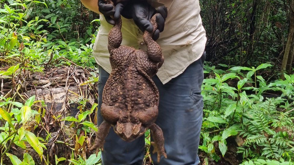 Новости Днепра про “Жабзілла” розміром з футбольний м'яч: у тропічному лісі Австралії знайшли гігантську очеретяну жабу