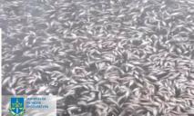 Массовая гибель рыбы в реке Днепр: появилось официальное объяснение