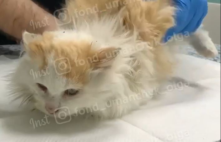 Новости Днепра про Избили и подбросили под чужой подъезд: в Днепре в помощи нуждается раненый котик Синабон