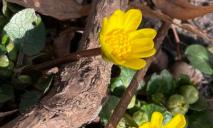 У Дніпрі через аномальне тепло в січні розквітають весняні рослини (ФОТО)