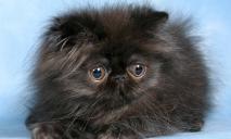 Найрозумнішу кішку у Дніпрі можна купити за 81 тис грн: як вона виглядає (ФОТО)