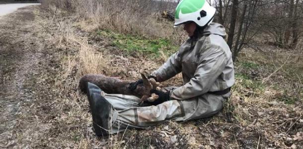 Убегало от лесных хищников: сотрудники ГСЧС Киевской области спасли раненого олененка
