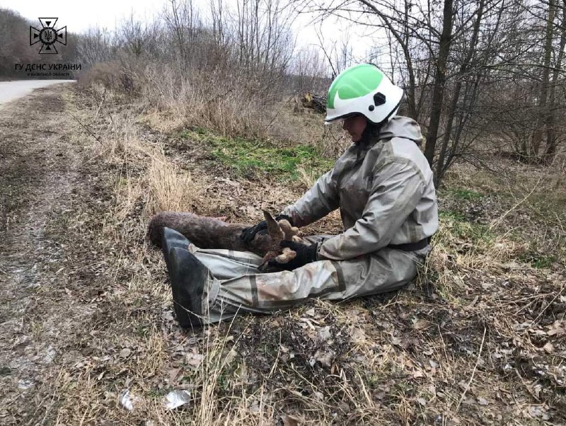 Новости Днепра про Убегало от лесных хищников: сотрудники ГСЧС Киевской области спасли раненого олененка