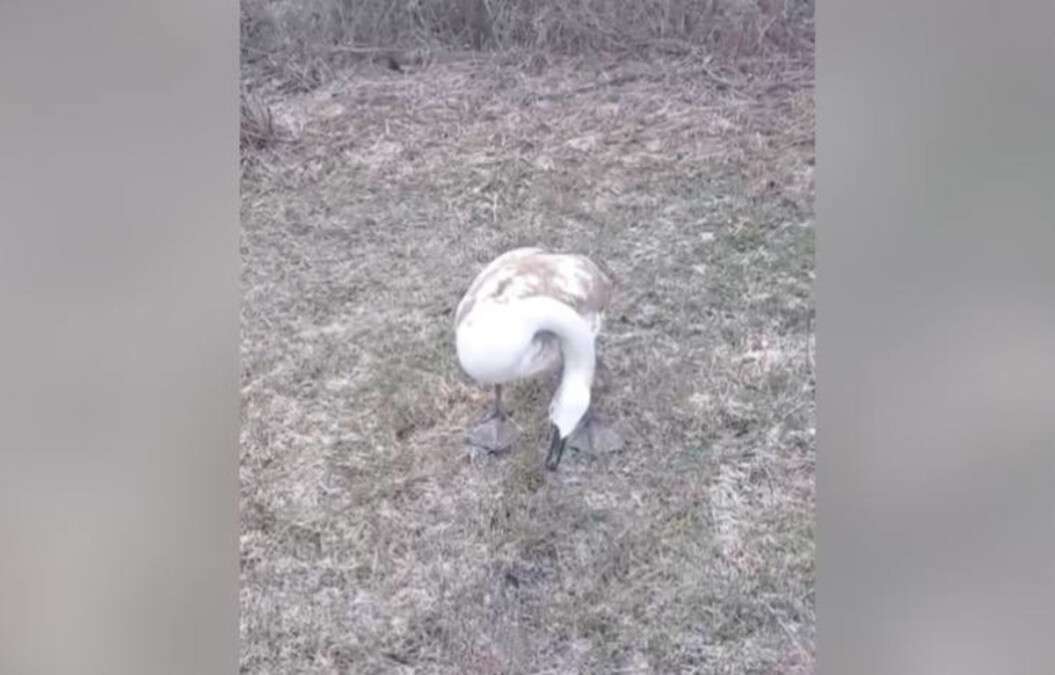 Новости Днепра про У Дніпрі рятують лебедя з травмою шиї, який залишився зимувати на річці