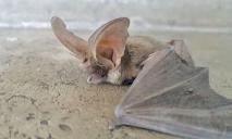 На Днепропетровщине заметили редкую летучую мышь с большими ушами