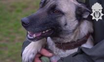 Нашла людей под завалами: собака-спаситель из Днепра получила почетную награду
