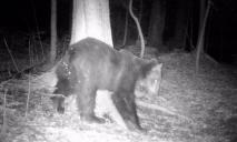 Через аномальне тепло у Карпатах прокинувся бурий ведмідь