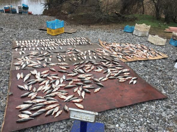 Новости Днепра про Дорогая рыбалка: На Днепропетровщине наловили рыбы на 13 миллионов