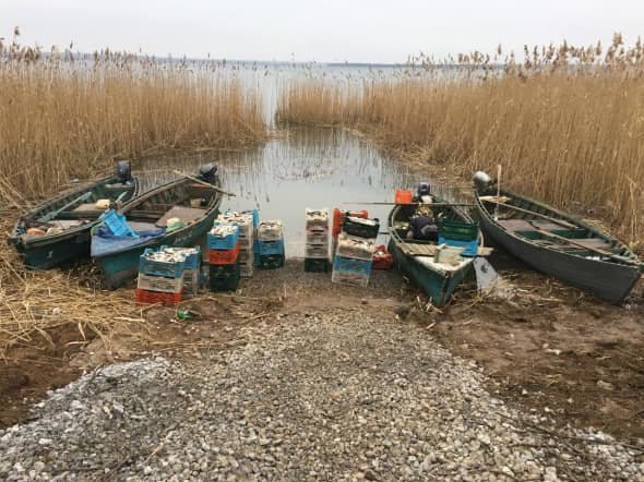 Новости Днепра про Дорогая рыбалка: На Днепропетровщине наловили рыбы на 13 миллионов