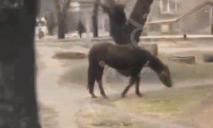 Нашли пастбище: по улицам одного из районов Днепра гуляют лошади (ВИДЕО)