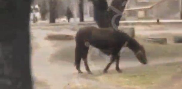 Нашли пастбище: по улицам одного из районов Днепра гуляют лошади (ВИДЕО)