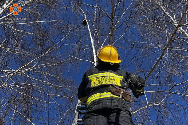 Новости Днепра про Залез на 9-метровую высоту: в Днепре спасатели сняли с дерева пушистика