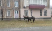 У Дніпрі посеред вулиці помітили 2 коней: господарів не знайшли