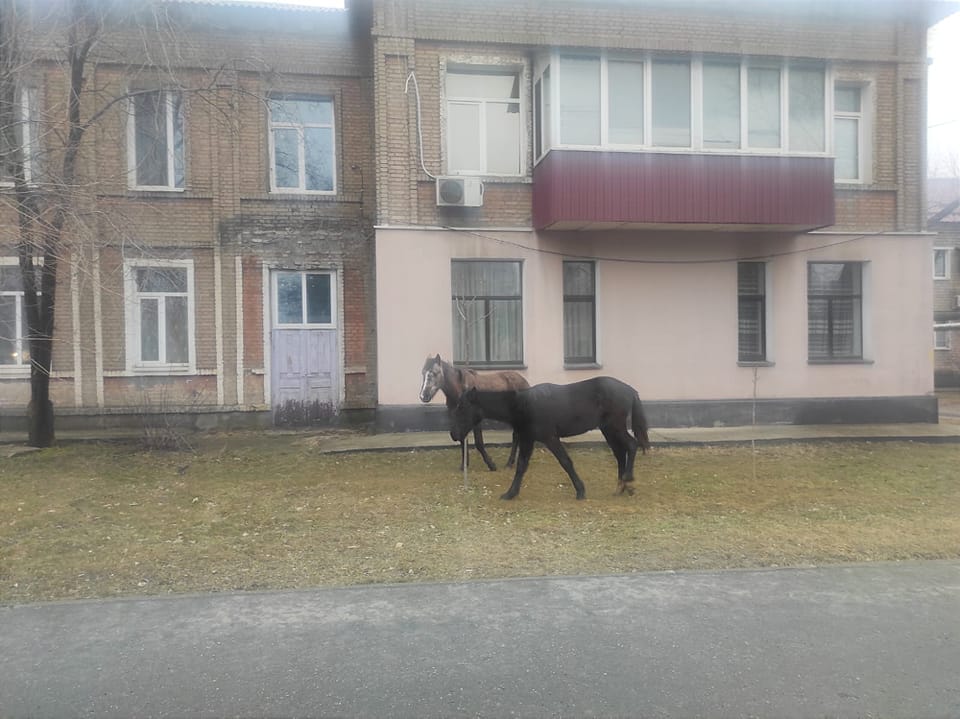 Новости Днепра про У Дніпрі посеред вулиці помітили 2 коней: господарів не знайшли